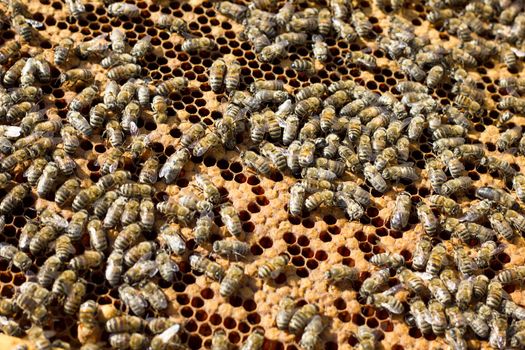 Bees on honeycomb. Closeup of bees on the honeycomb in beehive.