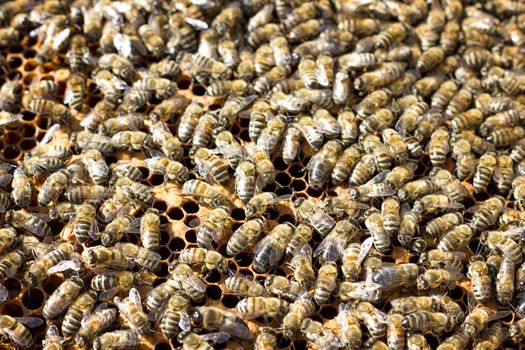 Bees on honeycomb. Closeup of bees on the honeycomb in beehive.