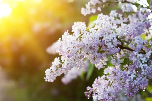 blooming lilac in the spring season. Purple Serenus with sunshine. Close-up.