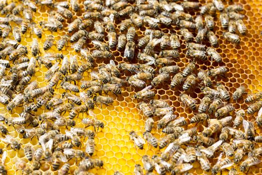 Bees on honeycomb. Closeup of bees on the honeycomb in beehive.