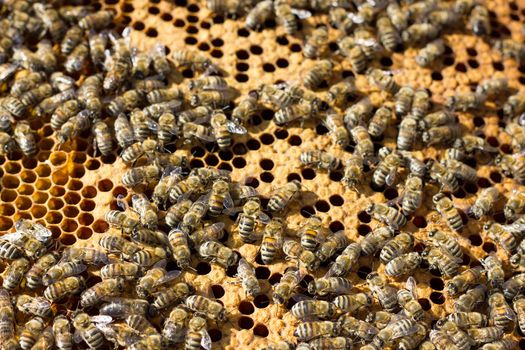 Bees on honeycomb. Closeup of bees on the honeycomb in beehive.