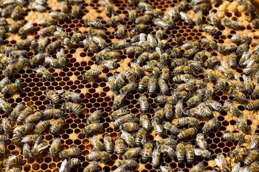 Bees on honeycomb. Honey frame with bees, breeding bees, beekeeping.