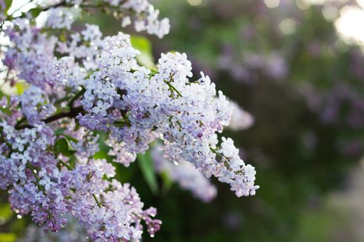 blooming lilac in the spring season. Purple Serenus with sunshine. Close-up.