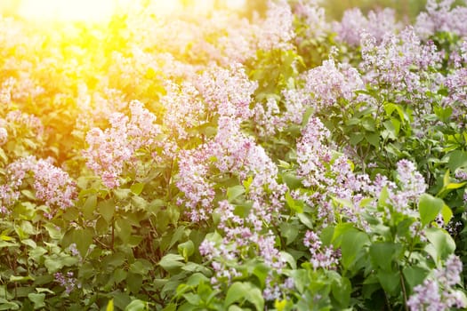 blooming lilac in the spring season. Purple serenum with sunshine.