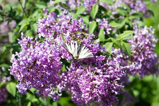 blooming lilac in the spring season. Purple Serenus with sunshine. Close-up.