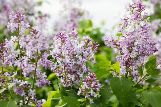 blooming lilac in the spring season. Purple Serenus with sunshine. Close-up.  