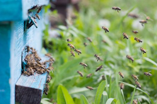 bees carry nectar to the hive. Flying bees in the spring. Swarm of bees