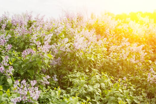 blooming lilac in the spring season. Purple serenum with sunshine.