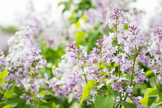 blooming lilac in the spring season. Purple Serenus with sunshine. Close-up.