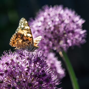 The beautiful butterfly collects nectar from a flower of a decorative bulb.