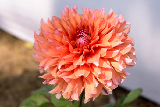Multi layer petals Orange Aster. Aster, a genus of perennial in the family Asteraceae. A sun loving plant Blooms in winter spring and summer. Popular flower for bouquets, symbol of love or friendship.