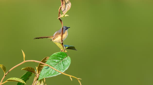Small bird , Ashy Prinia, Prinia socialis, perched on a small branch, copy space