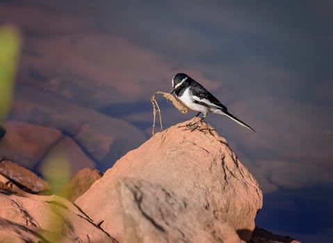 Small bird, White-browed Wagtail, Motacilla maderaspatensis, perched with food, copy space
