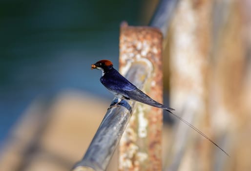 Small bird, Wire-tailed Swallow, Hirundo smithii, perched, copy space
