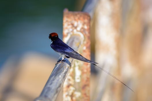 Small bird, Wire-tailed Swallow, Hirundo smithii, perched, copy space