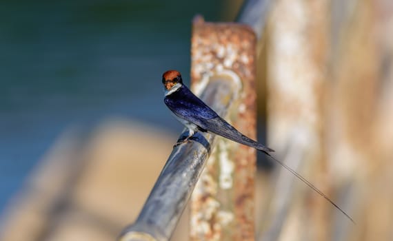 Small bird, Wire-tailed Swallow, Hirundo smithii, perched, copy space