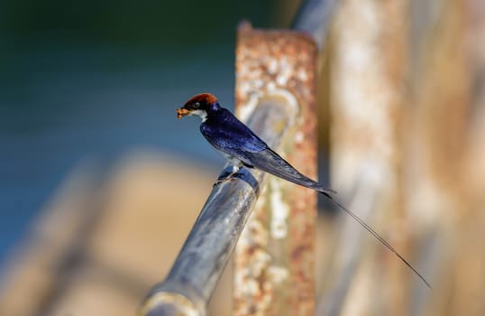 Small bird, Wire-tailed Swallow, Hirundo smithii, perched, copy space