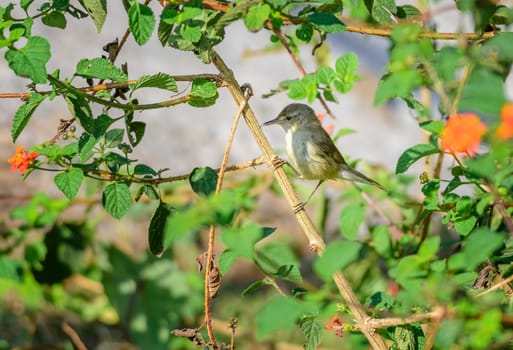 Small bird, Blyth's Reed Warbler, Acrocephalus dumetorum, perched in a bush, copy space