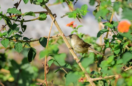 Small bird, Blyth's Reed Warbler, Acrocephalus dumetorum, perched in a bush, copy space