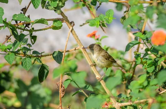 Small bird, Blyth's Reed Warbler, Acrocephalus dumetorum, perched in a bush, copy space