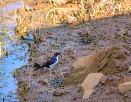 Small bird, Wire-tailed Swallow, Hirundo smithii, perched, copy space