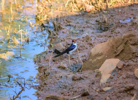 Small bird, Wire-tailed Swallow, Hirundo smithii, perched, copy space