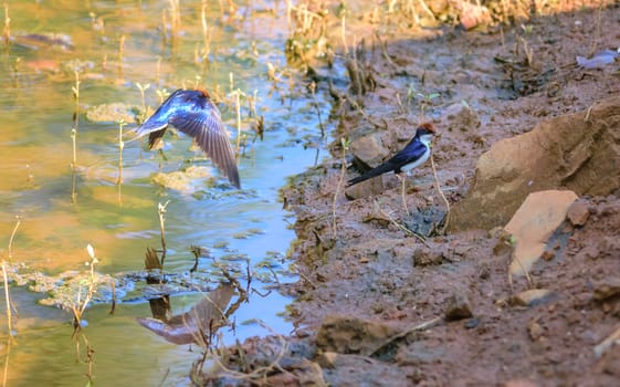 Small bird, Wire-tailed Swallow, Hirundo smithii, perched, copy space