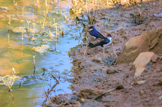 Small bird, Wire-tailed Swallow, Hirundo smithii, perched, copy space