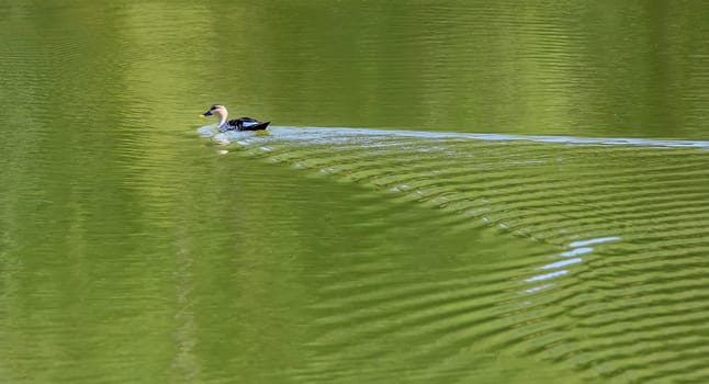 Indian Spot-billed Duck, Anas Poecilorhyncha, at Hirekolale Lake of Karnataka