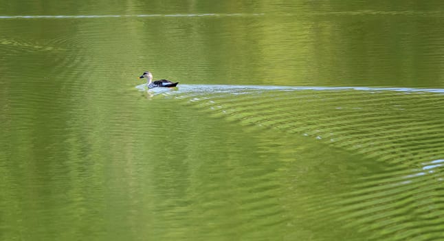 Indian Spot-billed Duck, Anas Poecilorhyncha, at Hirekolale Lake of Karnataka