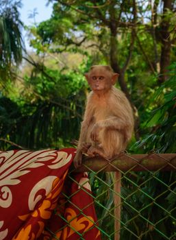 A young Bonnet monkey sitting on a fence facing the camera, copy space