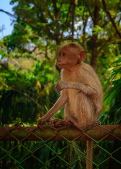 A young Bonnet monkey sitting on a fence facing the camera, copy space