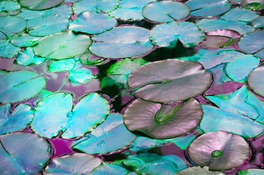 Beautiful pond with water Lily plant, turquoise toned background with glow effect, fantasy, fabulous, copy space.