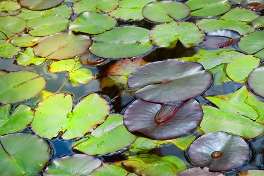 Beautiful pond with water Lily plant, background.