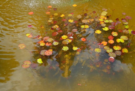 Beautiful pond with water Lily plant, background.