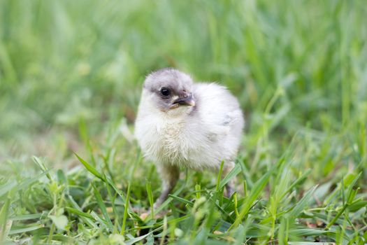 little gray chicken on green grass. Spring season. Chicken breeding.