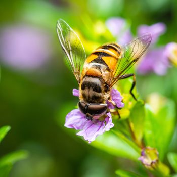 Macro shot of a bee eating pollen from a false heather flower