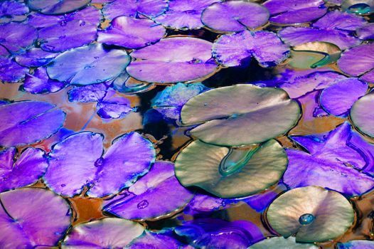Beautiful pond with water Lily plant, lilac and purple tinted background with neon glow effect, fantasy, fabulous, copy space.