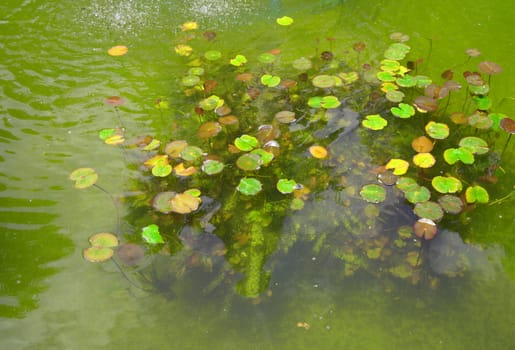 Beautiful pond with water Lily plant, background.