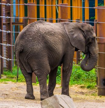 closeup of a african elephant putting its trunk in its mouth, elephant eating food, vulnerable animal specie from africa