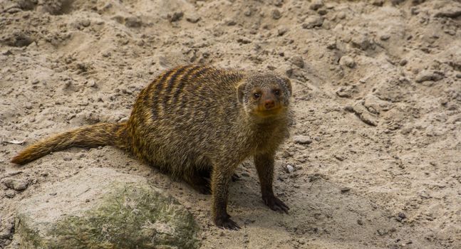 Closeup portrait of a banded mongoose, Adorable tropical animal specie from africa, popular pets