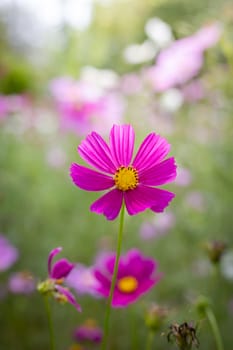 The background image of the colorful flowers, background nature