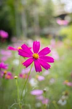 The background image of the colorful flowers, background nature