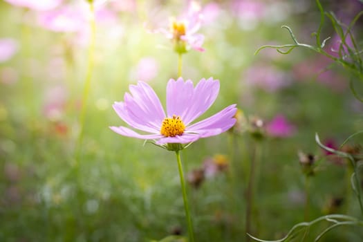 The background image of the colorful flowers, background nature