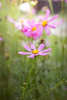 The background image of the colorful flowers, background nature