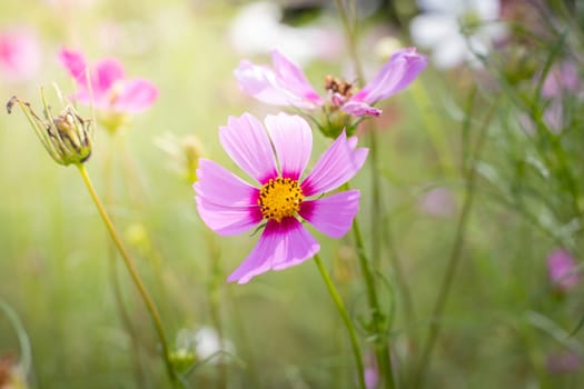 The background image of the colorful flowers, background nature