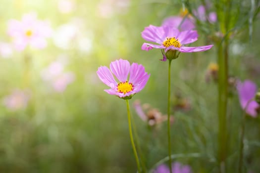 The background image of the colorful flowers, background nature