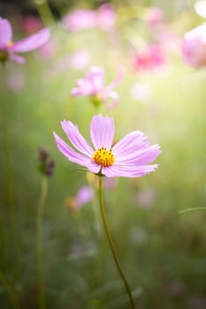 The background image of the colorful flowers, background nature