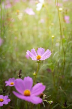 The background image of the colorful flowers, background nature