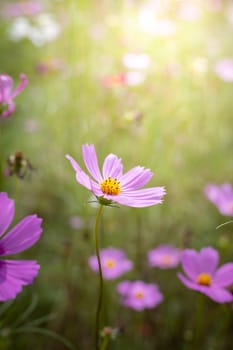 The background image of the colorful flowers, background nature